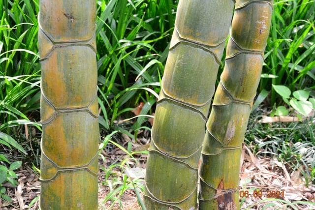 Cây giống TRÚC Mai Rùa , Trúc Vảy Rồng Cây giống TRÚC Mai Rùa , Trúc Vảy Rồng