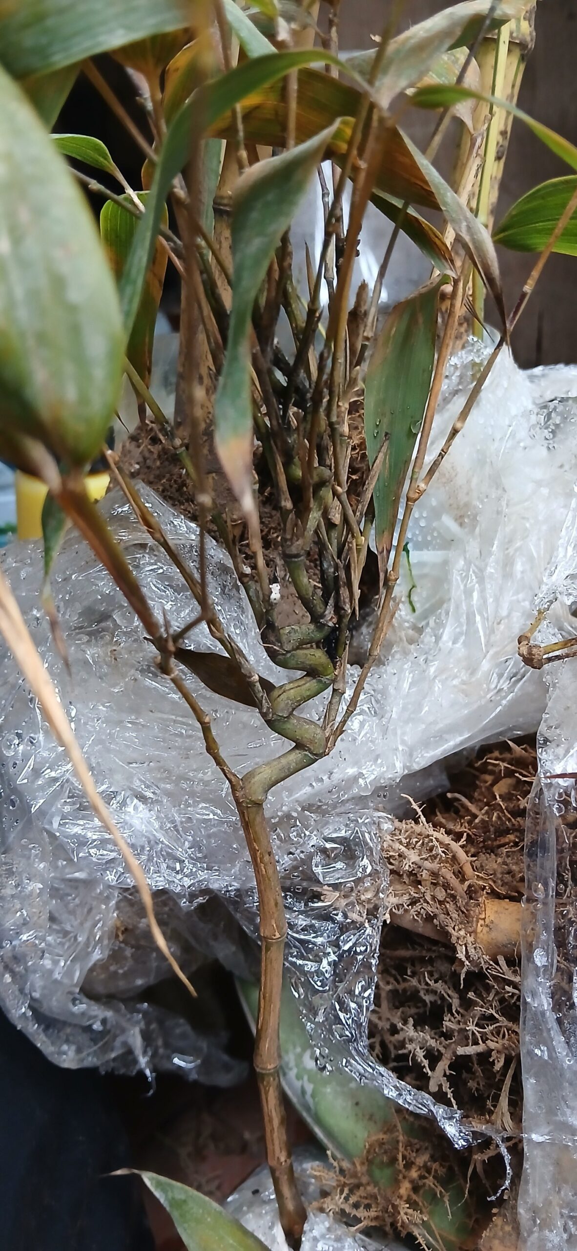 Cây Giống trúc đầu rồng quý hiếm Cây Giống trúc đầu rồng quý hiếm