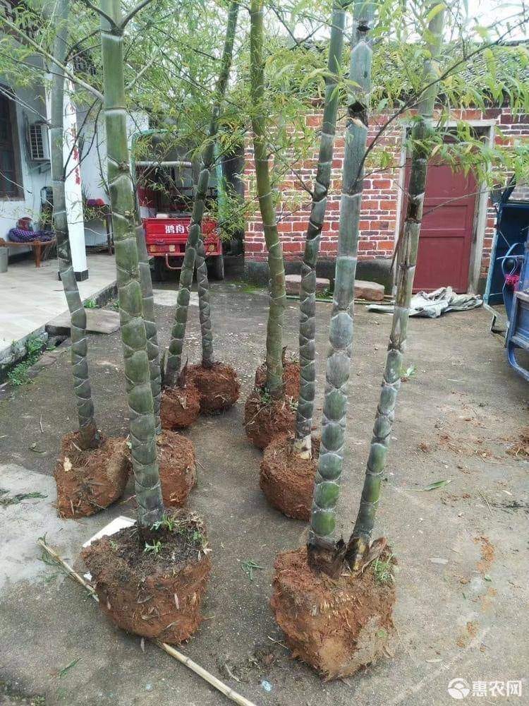 Cây giống TRÚC Mai Rùa , Trúc Vảy Rồng Cây giống TRÚC Mai Rùa , Trúc Vảy Rồng