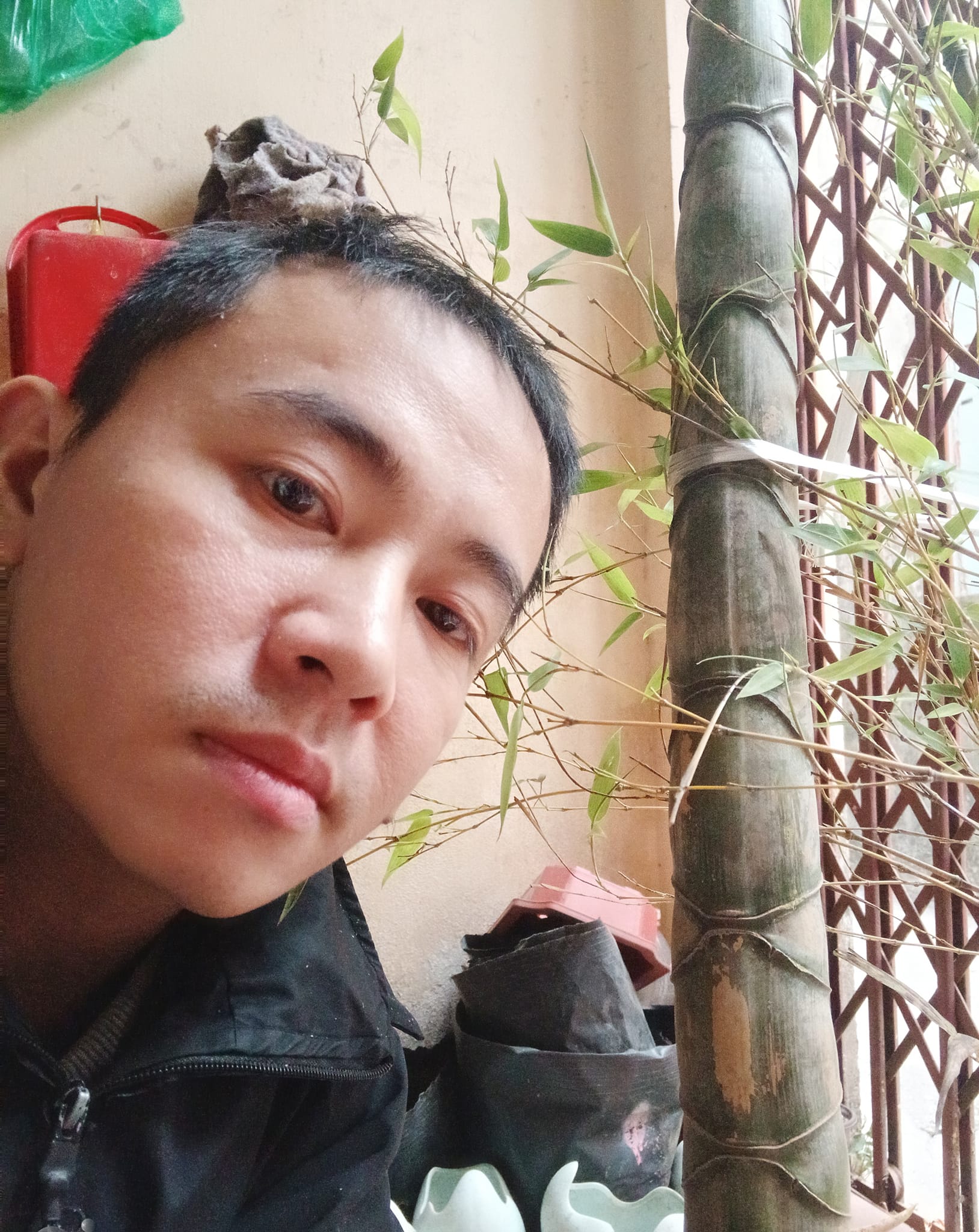 Cây giống TRÚC Mai Rùa , Trúc Vảy Rồng Cây giống TRÚC Mai Rùa , Trúc Vảy Rồng