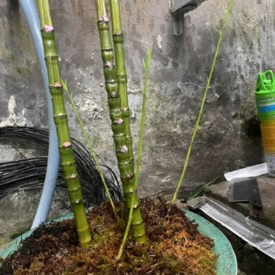 Cây giống TRÚC MẶT NGƯỜI