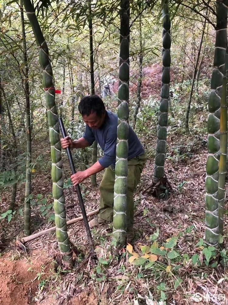 Cây giống TRÚC Mai Rùa , Trúc Vảy Rồng Cây giống TRÚC Mai Rùa , Trúc Vảy Rồng