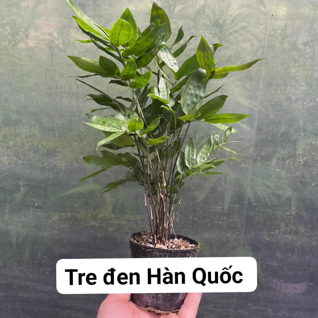 Cây Giống tre đen Hoàn Quốc