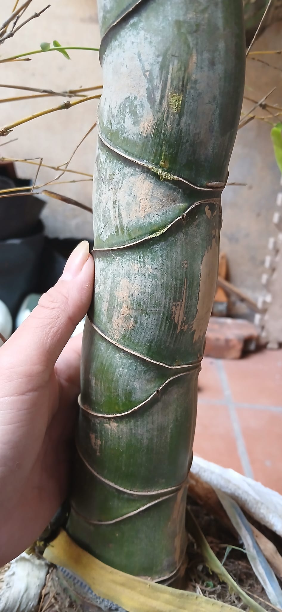 Cây giống TRÚC Mai Rùa , Trúc Vảy Rồng Cây giống TRÚC Mai Rùa , Trúc Vảy Rồng