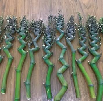 Cây Giống trúc đầu rồng quý hiếm Cây Giống trúc đầu rồng quý hiếm