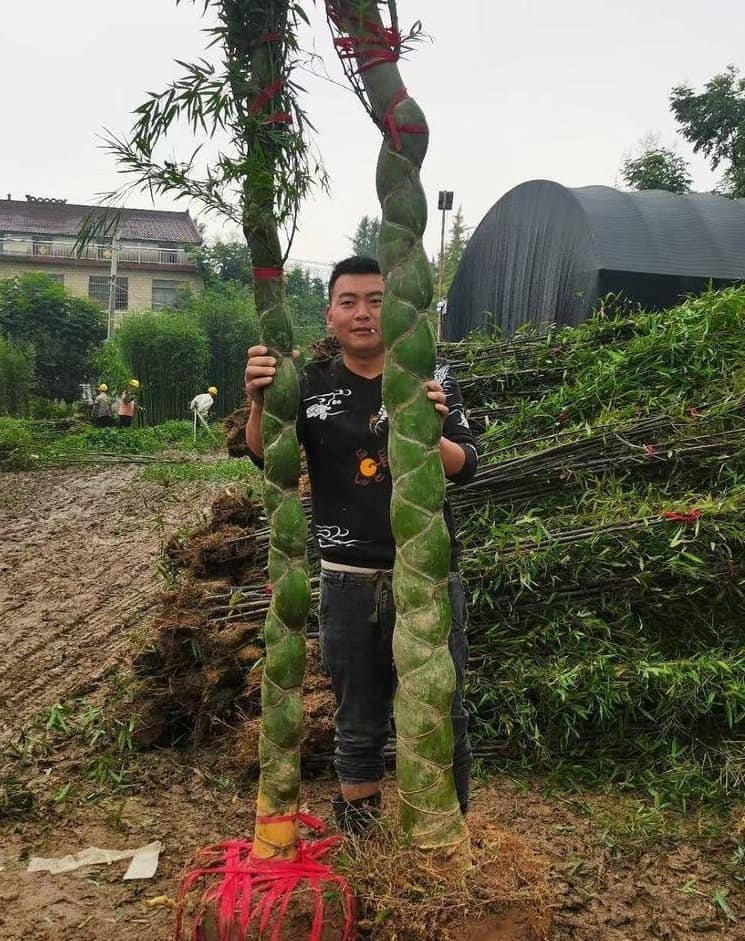 Cây giống TRÚC Mai Rùa , Trúc Vảy Rồng Cây giống TRÚC Mai Rùa , Trúc Vảy Rồng