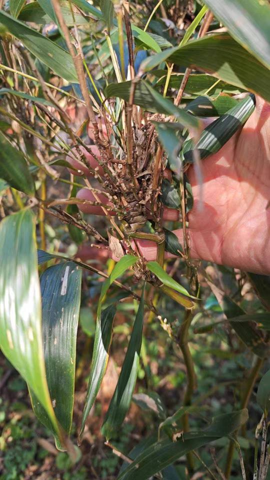 Cây Giống trúc đầu rồng quý hiếm Cây Giống trúc đầu rồng quý hiếm