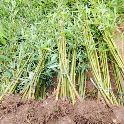 Cây Giống Trúc Sào ( trúc xanh , trúc Cao Bằng) đường kính gốc 1cm-2cm