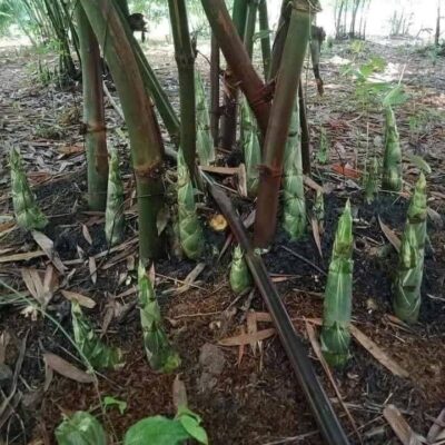 Giống Tre Ngọt lấy măng siêu ngọt“ BongWan 3 ”.- cây giống nhập trực tiếp từ thái