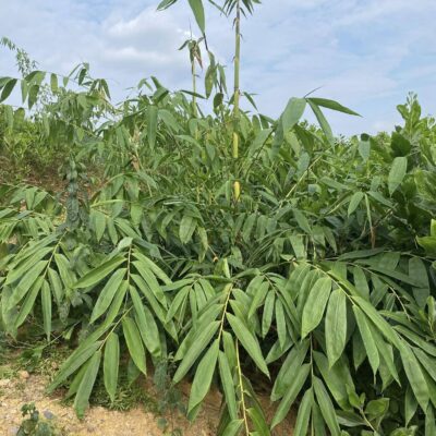 cây giống tre Mai xanh Thái chuyên thu hái lá