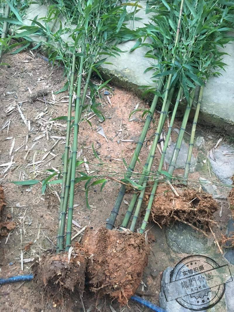 Cây giống TRÚC VUÔNG ( Phương trúc) Cây giống TRÚC VUÔNG ( Phương trúc)