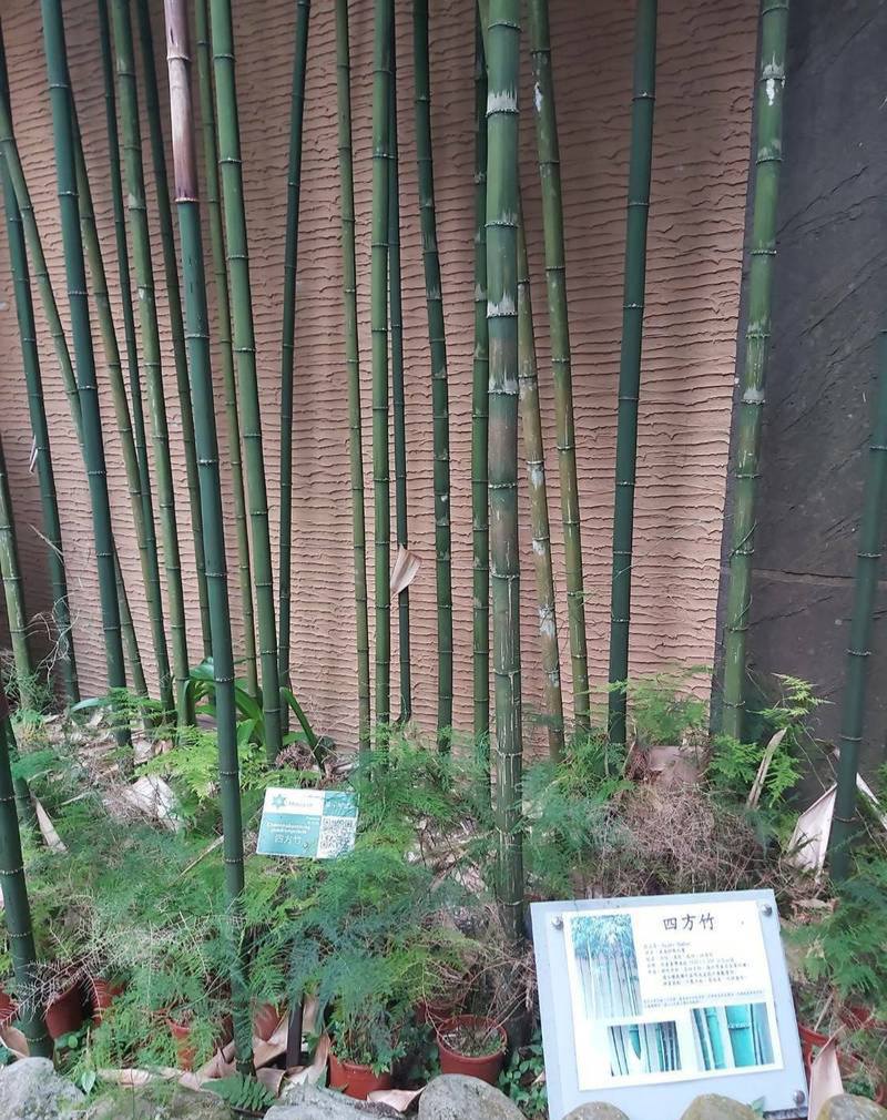 Cây giống TRÚC VUÔNG ( Phương trúc) Cây giống TRÚC VUÔNG ( Phương trúc)