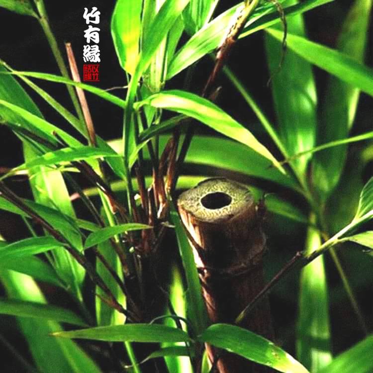 Cây giống TRÚC VUÔNG ( Phương trúc) Cây giống TRÚC VUÔNG ( Phương trúc)