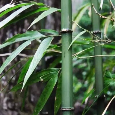 Cây giống TRÚC VUÔNG ( Phương trúc)