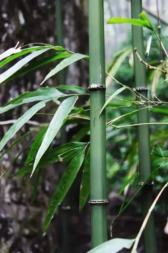 Cây giống TRÚC VUÔNG ( Phương trúc) Cây giống TRÚC VUÔNG ( Phương trúc)