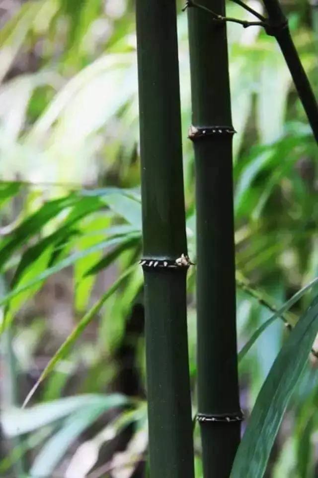 Cây giống TRÚC VUÔNG ( Phương trúc) Cây giống TRÚC VUÔNG ( Phương trúc)