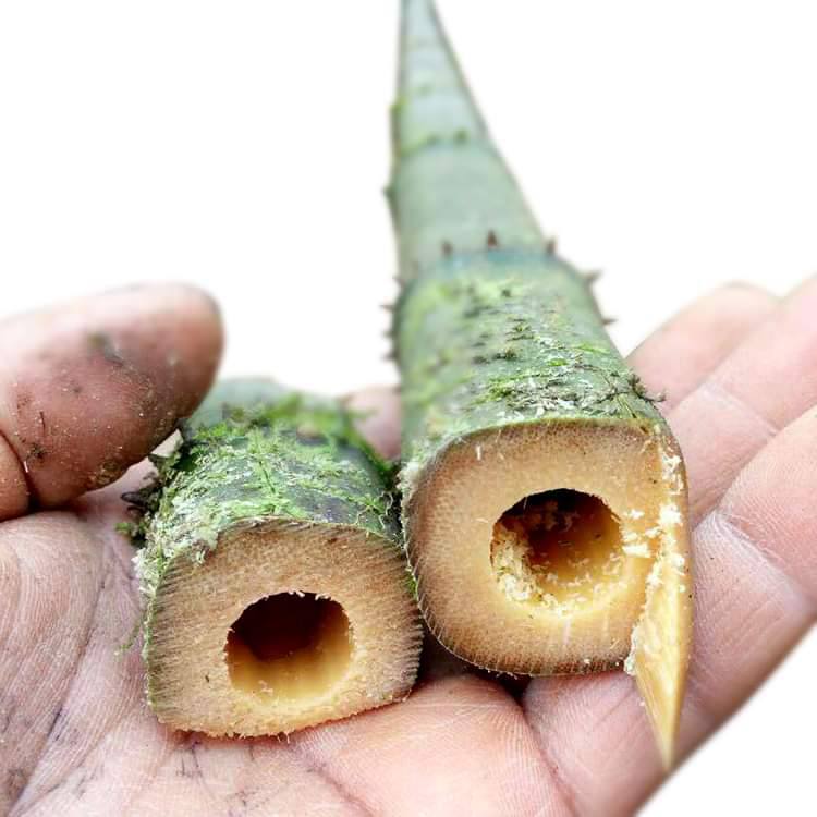 Cây giống TRÚC VUÔNG ( Phương trúc) Cây giống TRÚC VUÔNG ( Phương trúc)