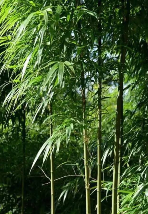 Cây giống TRÚC VUÔNG ( Phương trúc) Cây giống TRÚC VUÔNG ( Phương trúc)