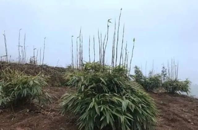 Cây giống TRÚC VUÔNG ( Phương trúc) Cây giống TRÚC VUÔNG ( Phương trúc)