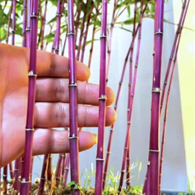 Cây Giống tre đỏ vân nam