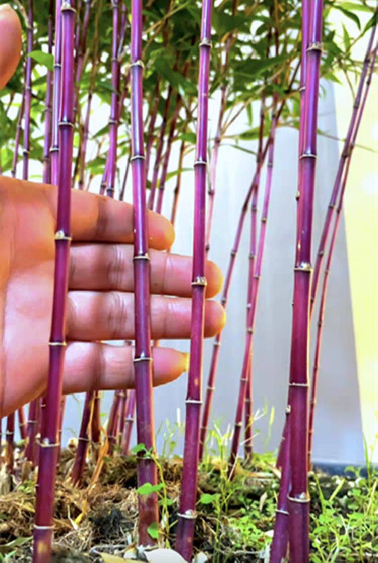 Cây Giống tre đỏ vân nam Cây Giống tre đỏ vân nam