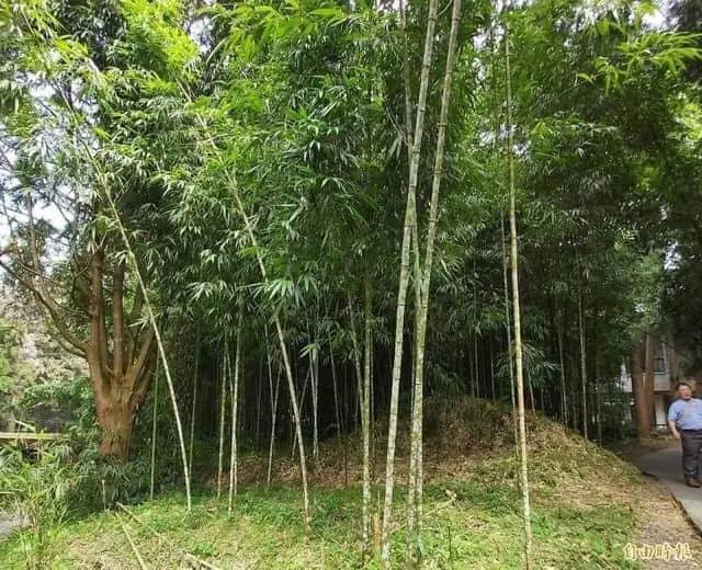 Cây giống TRÚC VUÔNG ( Phương trúc) Cây giống TRÚC VUÔNG ( Phương trúc)