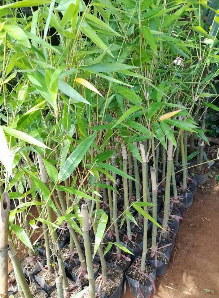 Cây Giống Tre TẦM VÔNG mỡ - gốc đào rễ trần Cây Giống Tre TẦM VÔNG mỡ - gốc đào rễ trần