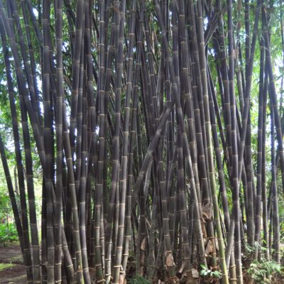 Hạt Giống tre đen Hitam Indo F1- Bambu Hitam nhập khẩu