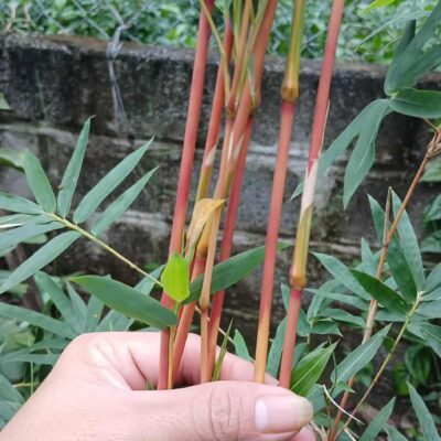 CHẬU CÂY TRÚC QUÂN TỬ ĐỎ ĐÀI LOAN TO