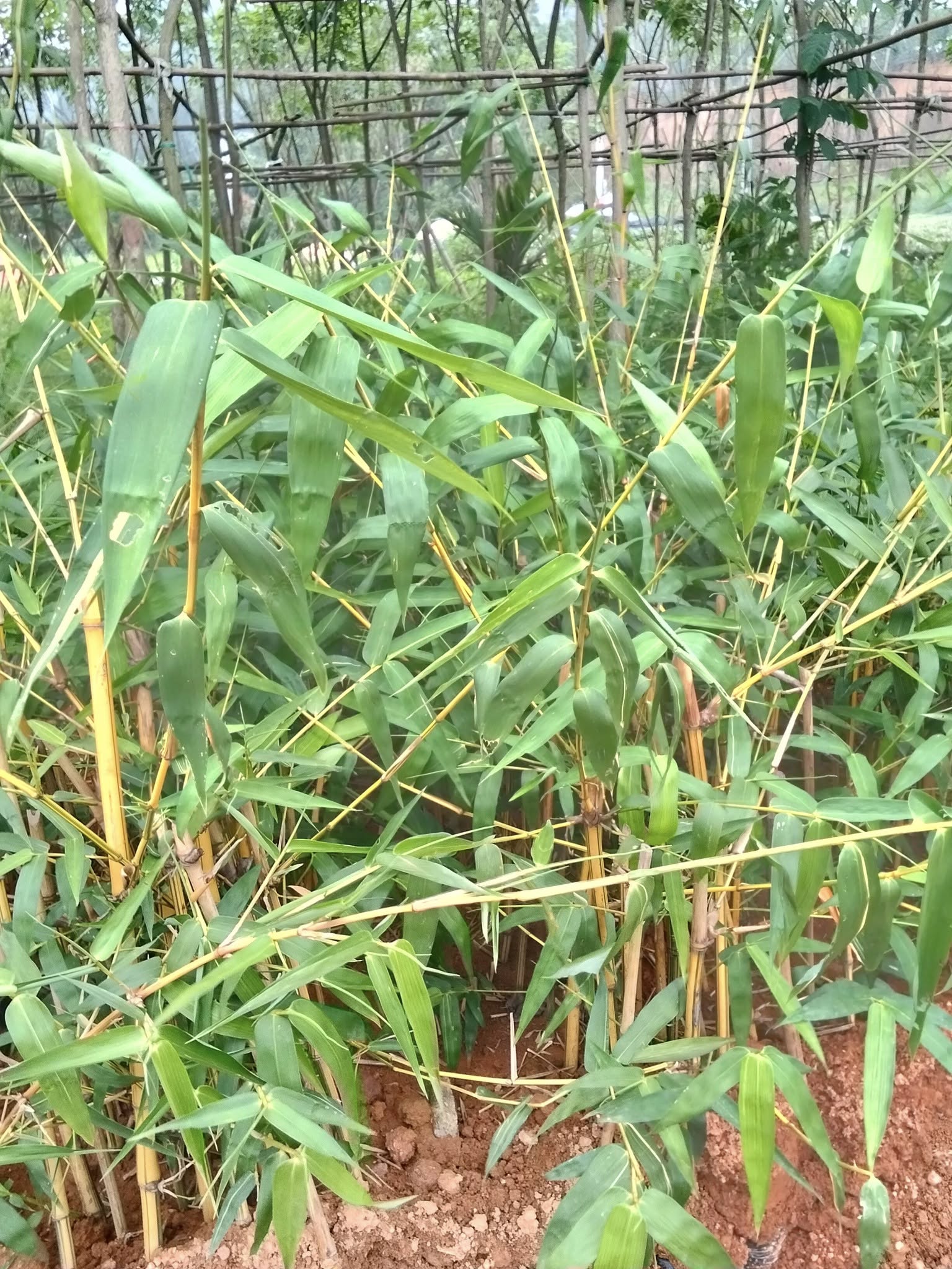 Cây Giống Tre Vàng Sọc Xanh bầu tay cành dâm ủ Cây Giống Tre Vàng Sọc Xanh bầu tay cành dâm ủ