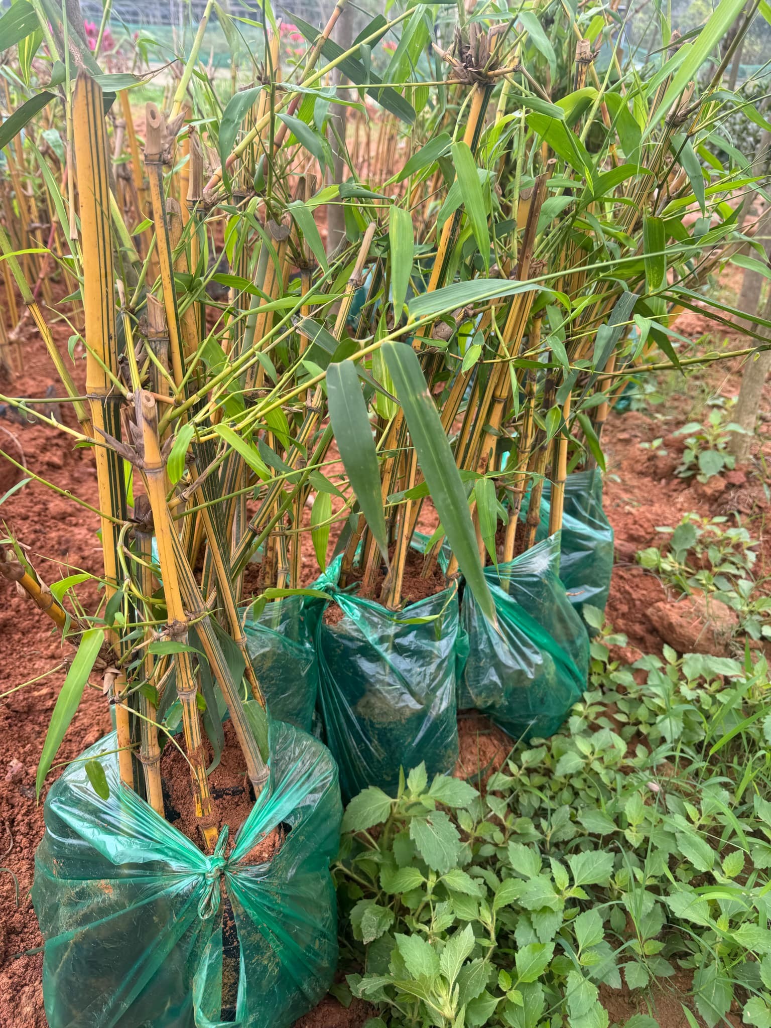 Cây Giống Tre Vàng Sọc Xanh bầu tay cành dâm ủ Cây Giống Tre Vàng Sọc Xanh bầu tay cành dâm ủ