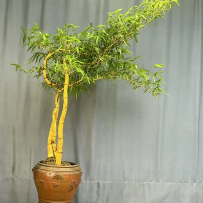 TÁC PHẨM TRE NGÀ BONSAI : HẠNH PHÚC NGHỆ THUẬT