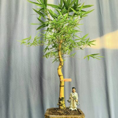 TÁC PHẨM TRE NGÀ BONSAI : TRỰC QUÂN TỬ NGHỆ THUẬT