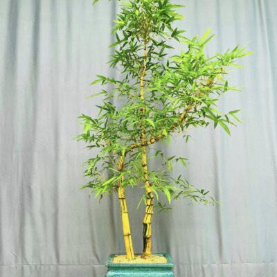 TÁC PHẨM TRE NGÀ BONSAI : TỰ DO NGHỆ THUẬT