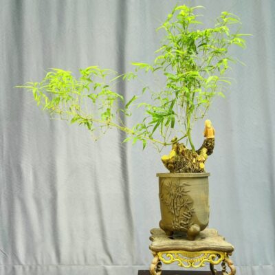 TÁC PHẨM TRE XANH BONSAI : CHẬU PHÙ LÃNG ĐỘC BẢN NGHỆ THUẬT