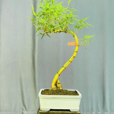 TÁC PHẨM TRE NGÀ BONSAI : RỒNG VÀNG NGHỆ THUẬT
