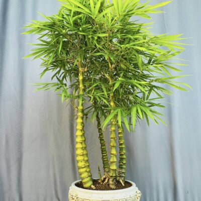 TÁC PHẨM TRÚC PHẬT BÀ BONSAI : 5 ANH EM NGHỆ THUẬT