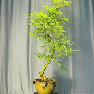 TÁC PHẨM TRÚC PHẬT BÀ BONSAI : CON RỒNG CHÁU TIÊN NGHỆ THUẬT