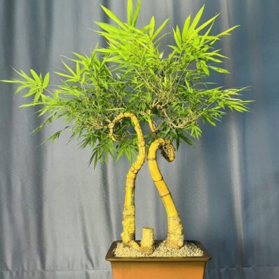 TÁC PHẨM TRE NGÀ BONSAI : TỈ MUỘI CÁT TƯỜNG NGHỆ THUẬT