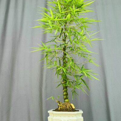 TÁC PHẨM TRÚC PHẬT BÀ BONSAI : TRỰC QUÂN TỬ NGHỆ THUẬT