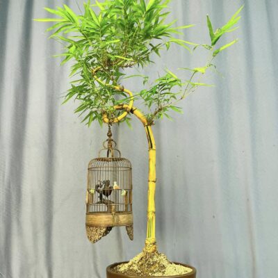 TÁC PHẨM TRE NGÀ BONSAI : BƯỚC NGOẶT NGHỆ THUẬT