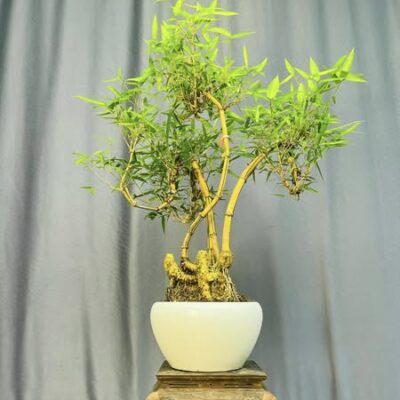 TÁC PHẨM TRE NGÀ BONSAI : BỐN PHƯƠNG NGHỆ THUẬT