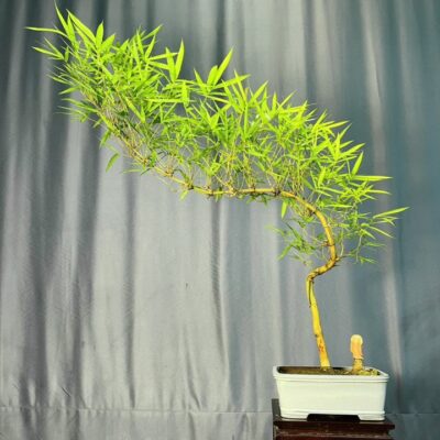 TÁC PHẨM TRE NGÀ BONSAI : GỐC BỒ NGỌN CHỈ CÓ ĐẦU CÓ ĐUÔI DÁNG HUYỀN NGHỆ THUẬT