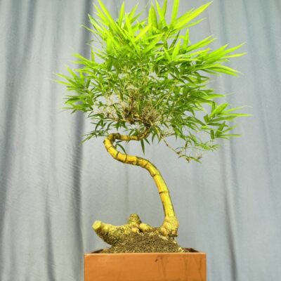 TÁC PHẨM TRE NGÀ BONSAI : GỐC BỒ NGỌN CHỈ CÓ ĐẦU CÓ ĐUÔI DÁNG HUYỀN NGHỆ THUẬT