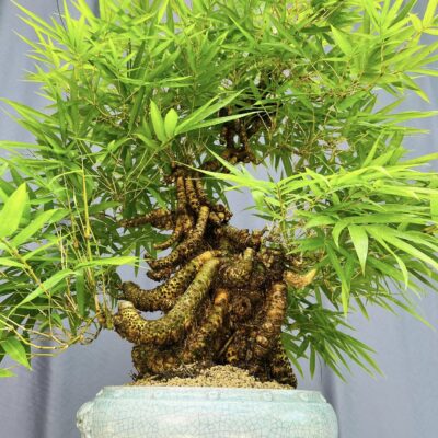 TÁC PHẨM TRÚC TĂM BONSAI : TẾT ĐỘC LẬP NGHỆ THUẬT
