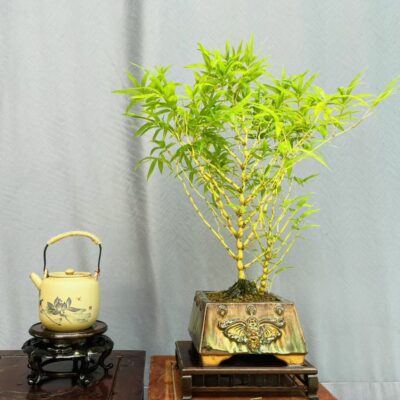 TÁC PHẨM TRÚC PHẬT BÀ VÀNG BONSAI : TRÚC PHẬT BÀ NGÌN TAY NGHÌN MẮT NGHỆ THUẬT