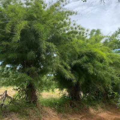 1 bụi trúc kim rừng cực đẹp, to khổng lồ