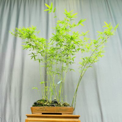 TÁC PHẨM TRÚC TĂM BONSAI : ĐẤT NƯỚC TRỌN NIỀM VUI NGHỆ THUẬT