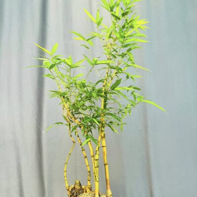 TÁC PHẨM TRE NGÀ BONSAI : NGŨ PHÚC NGHỆ THUẬT