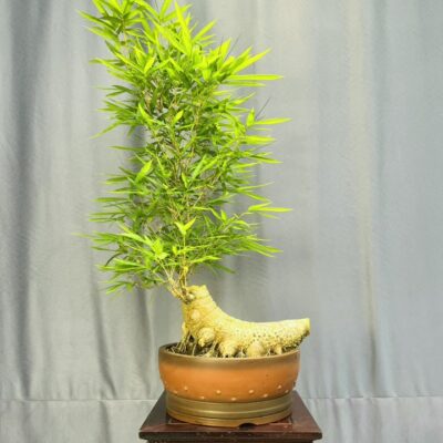 TÁC PHẨM TRE NGÀ BONSAI : NGHỆ THUẬT